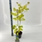 Клен дланевидный "Summer Gold" 70/19 (Nieuwkoop Europe) 43326 - фото 105565