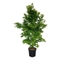 Клен дланевидный "Tsukasa Silhouette" 260/50 (Nieuwkoop Europe) 43332 - фото 105571
