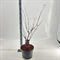 Клен дланевидный "Yezo Nishiki" 80/29 (Nieuwkoop Europe) 43333 - фото 105572
