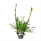Агапантус "Charlotte" 40/12 (Nieuwkoop Europe) 43350 - фото 105589