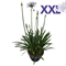 Агапантус "eydori blue" 95/32 (Nieuwkoop Europe) 43353 - фото 105592