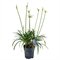 Агапантус "Picthoune White" белый 60/17 (Nieuwkoop Europe) 43356 - фото 105595