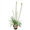Агапантус "White Charlotte" 45/15 (Nieuwkoop Europe) 43357 - фото 105596