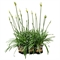 Агапантус "White Charlotte" 40/12 (Nieuwkoop Europe) 43358 - фото 105597