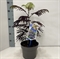 Альбиция ленкоранская "Summer Chocolate" 70/19 (Nieuwkoop Europe) 43371 - фото 105610