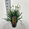 Аллиум "Cobalt Millenium" розовый 15/23 (Nieuwkoop Europe) 43372 - фото 105611