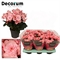 Бегония "joy pink" 32/14 (Nieuwkoop Europe) 43423 - фото 105662