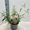 Буддлея Давида "White Profusion" 30/17 (Nieuwkoop Europe) 43442 - фото 105683