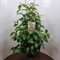 Красивоплодник Бодиньера "Profusion" 105/27 (Nieuwkoop Europe) 43473 - фото 105714