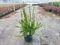 Каллистемон лимонный "Splendens" розовый 120/40 (Nieuwkoop Europe) 43478 - фото 105719