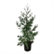 Калоцедрус низбегающий "Pillar" 145/32 (Nieuwkoop Europe) 43482 - фото 105723