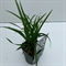 Осока irisch green 25/13 (Nieuwkoop Europe) 43497 - фото 105738