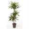 Драцена фраг. Рикки 3ст 24/130 (GL) 43606 - фото 105853