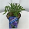 Кариоптерис кландоненский "Heavenly Blue" голубой 50/17 (Nieuwkoop Europe) 43654 - фото 105901
