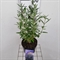 Кариоптерис кландоненский "Thetis" голубой 40/17 (Nieuwkoop Europe) 43655 - фото 105902