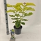 Катальпа бигнониевидная "Aurea" белая 65/23 (Nieuwkoop Europe) 43661 - фото 105908
