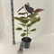 Катальпа краснеющая "Purpurea" белая 75/23 (Nieuwkoop Europe) 43662 - фото 105909