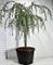 Кедр атласский "Glauca Pendula" 240/80 (Nieuwkoop Europe) 43670 - фото 105917