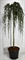 Кедр атласский "Glauca Pendula" 280/60 (Nieuwkoop Europe) 43671 - фото 105918