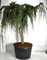 Кедр атласский "Glauca Pendula" 250/96 (Nieuwkoop Europe) 43672 - фото 105919