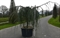 Кедр атласский "Glauca Pendula" 240/96 (Nieuwkoop Europe) 43673 - фото 105920