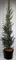 Кедр ливанский "Glauca" 230/40 (Nieuwkoop Europe) 43678 - фото 105925