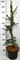 Кедр ливанский "Glauca" 110/23 (Nieuwkoop Europe) 43679 - фото 105926