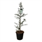 Кедр ливанский "Glauca" 175/40 (Nieuwkoop Europe) 43680 - фото 105927