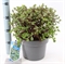 Цератостигма Гриффита голубая 40/23 (Nieuwkoop Europe) 43687 - фото 105934