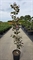 Багрянник канадский "Forest Pansy" 210/36 (Nieuwkoop Europe) 43688 - фото 105935
