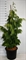 Кипарис нутканский "Pendula" 200/45 (Nieuwkoop Europe) 43701 - фото 105948