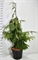 Кипарис нутканский "Pendula" 180/40 (Nieuwkoop Europe) 43702 - фото 105949