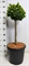 Кипарисовик туполистный (кипарисовик тупой, хиноки) "Nana Aurea" 90/32 (Nieuwkoop Europe), 43709 43709 - фото 105956