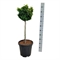 Кипарисовик туполистный (кипарисовик тупой, хиноки) "Nana Aurea" 90/32 (Nieuwkoop Europe), 43710 43710 - фото 105957