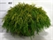 Кипарисовик горохоплодный "Sungold" 40/23 (Nieuwkoop Europe) 43723 - фото 105970