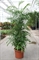 Хамедорея 220/45 (Nieuwkoop Europe) 43728 - фото 105975