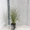 Хлорофитум saunderisiae ‘starlight’ 70/19 (Nieuwkoop Europe) 43733 - фото 105980