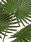 Пальма Вашингтония Прайм сборная (искусственная) Treez Collection 43749 - фото 105999