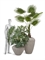 Пальма Вашингтония Прайм сборная (искусственная) Treez Collection 43749 - фото 106000