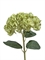 Гортензия махровая светло-зеленая (искусственная) Treez Collection 43760 - фото 106018