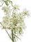 Анна Королевская ветвь цветущая белая (искусственная) Treez Collection 43763 - фото 106054