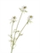 Нигелла белая (искусственная) Treez Collection 43761 - фото 106056