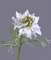 Нигелла белая (искусственная) Treez Collection 43761 - фото 106057