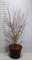 Дёрен коуза "China Girl" 240/60 (Nieuwkoop Europe) 43777 - фото 106082