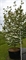 Дёрен коуза "Milky Way" 300/90 (Nieuwkoop Europe) 43784 - фото 106089