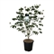 Дёрен коуза "Satomi" 175/40 (Nieuwkoop Europe) 43787 - фото 106092