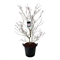 Дёрен коуза "Satomi" 180/50 (Nieuwkoop Europe) 43788 - фото 106093