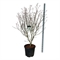 Дёрен коуза "Teutonia" 210/50 (Nieuwkoop Europe) 43797 - фото 106102
