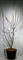 Дёрен коуза "Venus" 270/65 (Nieuwkoop Europe) 43799 - фото 106104