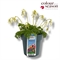 Дицентра "Amore Titanium" 30/15 (Nieuwkoop Europe) 43858 - фото 106163